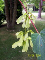 5_Lobes_Maison 2